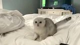 猫咪每天起床以后这样，爱了爱了！