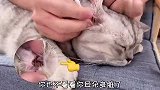 当单纯的小猫咪碰上心机铲屎官