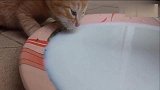 小奶猫和猫爸一起喝奶，橘猫谁还不是个宝宝！