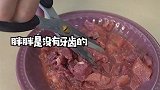无牙胖胖的吃播，记得音量开大一些哦～ 萌宠吃播
