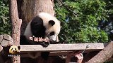 奶爸奶妈套路多，熊猫宝宝“梦想”深刻体会到自由和蜂蜜不可兼得