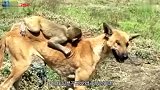 狗妈妈收养一只小猴子，不但提供母乳，每天还背着它出门散步