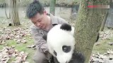 小熊猫：想要一飞冲天，却又太无力