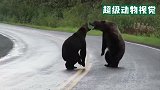 2头棕熊爆发冲突！竟是为了争夺地盘，镜头拍下全程