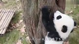 熊猫宝宝学爬树，接下来忍住别笑，太逗了哈哈
