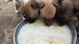 一群小奶狗围在一起吃稀饭，吧唧吧唧的吃的可香了