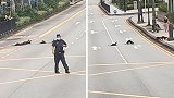 新加坡警察封锁交通 让16只水獭安全过马路