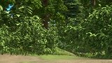 熊出没：虎妞为了救赵琳，连虎牙都勒断了，是真爱了！