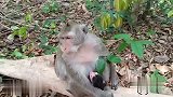 猴妈非常宠爱刚出生的小猴宝