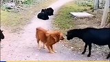 山羊恶狗狗狗被击的敢怒不敢言