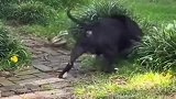 虎落平阳被犬欺，要不是攻其不备，谁输谁赢还不一定呢