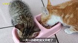 小流浪猫捡回来28天：贪玩，会跟主人撒娇，还听得懂自己的名字