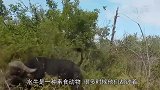 水牛被2只狮子围攻，没想到水牛的战斗力这么强，狮子惨败