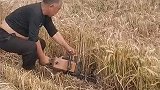用油锯割小麦，涨见识了