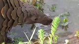 穿山甲在小溪里喝水，好灵活的长舌头，原来是这么喝水的