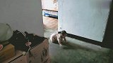 八个月萌娃成功越狱，宝妈拍下全过程，爬行动作呆萌搞笑