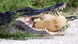 乌龟和鳄鱼耗上了，死死咬住不松口，鳄鱼无可奈何