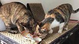狸花猫被冤枉偷鸡吃，铲屎官赔钱却很委屈：明明是野猫干的呀！