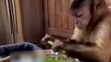 外国夫妇收养一只卷尾猴，小猴竟会帮忙做家务