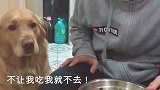 小主人吃独食，狗狗趁机往他碗里放辣椒，这狗报复心理太强了