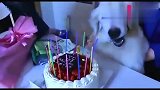 大金毛15岁了！不知道还能活多久，狗狗什么都好，除了寿命