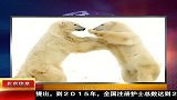 北极熊冰上跳双人舞