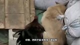 农村公鸡挑衅土狗，土狗忍无可忍大打出手