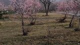 秦岭山下的早春