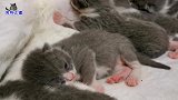 主人去看出生五天的小奶猫，一个变化让主人惊喜，这也太意外了