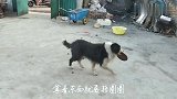 农村大嫂养的边牧狗，聪明听话，用这种方式训练狗狗