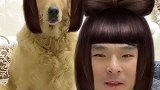 主人和狗狗们玩换发型游戏，接下来的一幕搞笑了