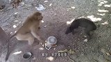猴子爬上高压电线，开心的像是脱缰野马，下一秒泼猴变火猴