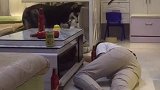 主人喝醉了二哈的举动暖哭了