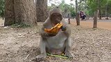 猴子憨儿子吃完又来要，抱住不松手