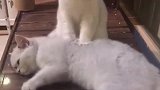 猫：要不是为了小鱼干，我才不会给你按摩呢！