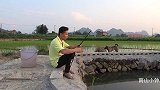 这里抽水灌溉的小深潭，没想到藏有这么多鱼，连连黑漂甩竿好过瘾