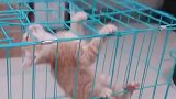 猫：快放我出去，我要上厕所！