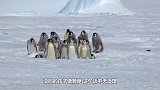 小企鹅父母双亡成孤儿？在企鹅群里流浪，却被同伴活活啄死！