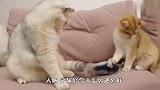 主人给了猫咪一条玩具鱼，这家伙还以为是活的，下一秒笑爆了