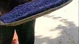 新疆 9月，伊犁第二茬薰衣草陆续收割，薰衣草干花粒是这么晒成的