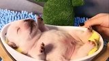 太可爱了吧！！！像只小乳猪！！！