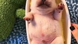 太可爱了吧！像只小乳猪！
