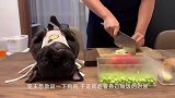 狗狗学考拉走路，下一秒考拉的动作，狗狗都被吓到了！