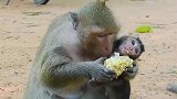 小猴子不顾一切抢玉米吃，光喝奶不够哦