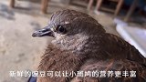 采摘豌豆的季节到了，斑鸠也来尝尝鲜