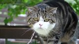 胖乎乎的猫咪上线，看这凶巴巴的眼神，是谁欠你小鱼干了吗