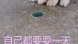 看我家猫咪玩好开心