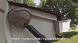 极低温的干冰能清理掉蜂巢吗外国小伙冒死做实验，太厉害了