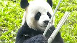 国宝就是国宝！举止如此随意不但不会被制止，众人还纷纷尖叫拍照