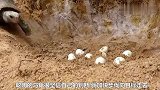 乌龟偷吃蛇蛋后，被蛇紧紧缠住，结果是这样